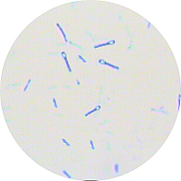 破伤风梭菌_动物微生物与免疫学